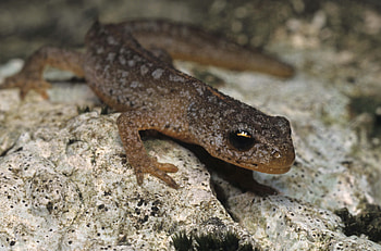 Animals, Rock, Stone, Amphibian, Triton HD wallpaper