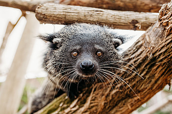 Whiskers, Binturong HD wallpaper
