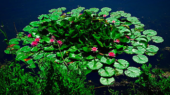 Pond, lakes, nature, flowers, water HD wallpaper