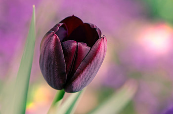 Tulip, plant, nature, flower HD wallpaper