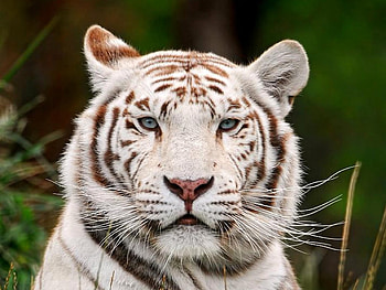 White Tiger, white, beautiful, tiger HD wallpaper