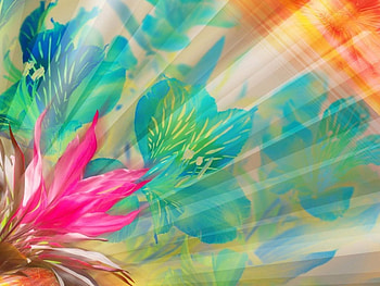 Rays of Sunshine, sunbeams, flowers, abstract, shadowed HD wallpaper