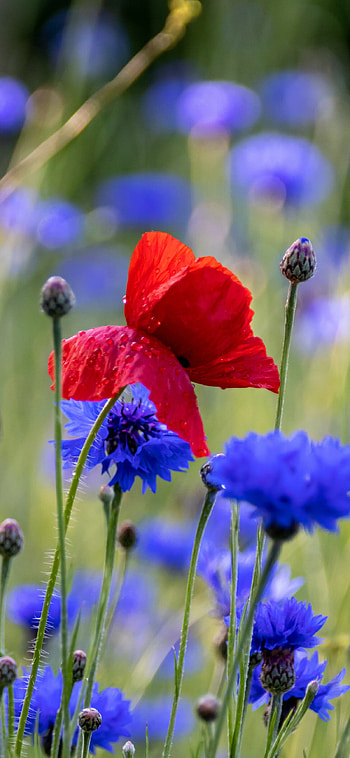 Red poppy blue flowers, Spring meadow , Serene background, Nature's beauty HD phone wallpaper