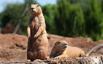 Animals, Rodents HD wallpaper