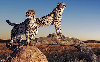 Cheetah , Elegant and fierce, Captivating beauty, African predator HD wallpaper