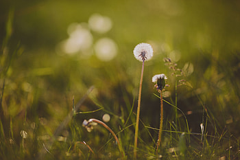 Grass, Flower, Macro, Dandelion HD wallpaper