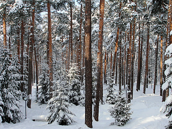 Winter, Nature, Trees, Forest, St. Petersburg, Saint Petersburg, Pavlovsk HD wallpaper