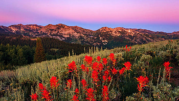 Scotts Peak Dawn Wildflowers, Utah, blossoms, clouds, sky, mountains, sunset, usa HD wallpaper