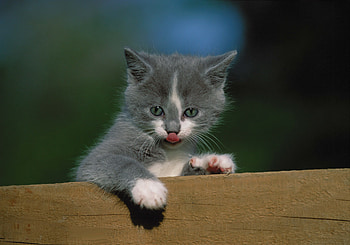 Animals, Kitty, Kitten, Fence, Language, Tongue HD wallpaper