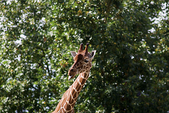 Animals, Protruding Tongue, Tongue Stuck Out, Cool, Giraffe HD wallpaper