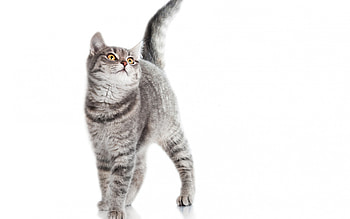 Cat, animal, white, grey HD wallpaper