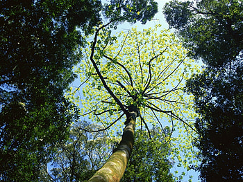 Plants, Trees HD wallpaper