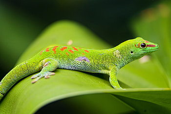 Animals, Macro, Sheet, Leaf, Lizard, Gecko HD wallpaper