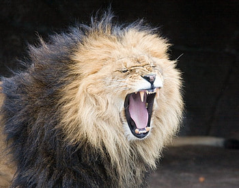 HIT THE HIGH NOTES, big cats, wildlife, cat, feline, lion, male HD wallpaper