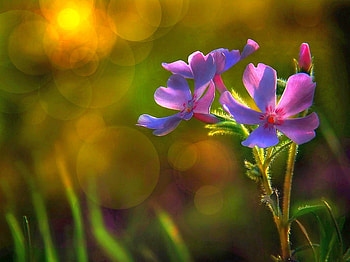Beautiful Flowers, cool, beautiful, flowers HD wallpaper