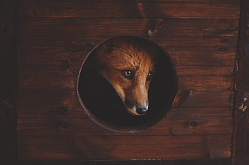 Fox Gaze: Wild Elegance in Focus, Animal, fox HD wallpaper