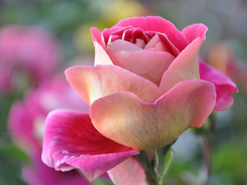 ღ❤ღ, buds, roses, petals, nature, flowers HD wallpaper