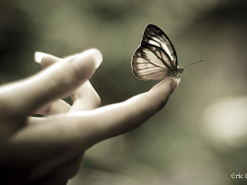 Butterflies, Insects, Art HD wallpaper
