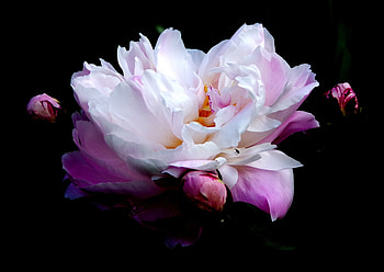 Pink, wild flower, portrait HD wallpaper