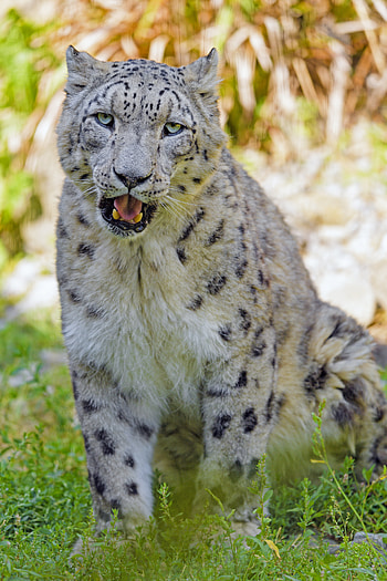 Animals, Grass, Snow Leopard, Predator, Big Cat, Sight, Opinion HD phone wallpaper