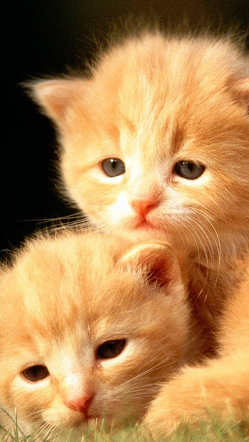 Cute Baby Cat, Cute, Baby Cat HD phone wallpaper