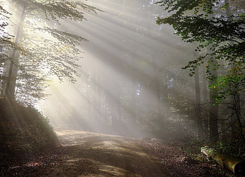 Forest rays, rays, trees, nature, forest HD wallpaper