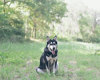 Animals, Grass, Dog, Is Sitting, Sits, Husky, Haska HD wallpaper