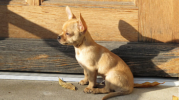 Full Chihuahua , High-quality backgrounds, Stunning visuals, Adorable pet HD wallpaper