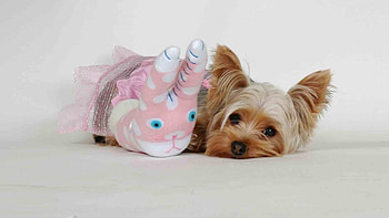 *** DOG WITH TOY ***, DOGS, ANIMALS, ANIMAL, TOY HD wallpaper