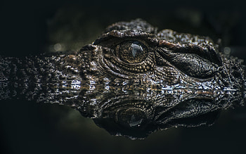Alligator eye, Crocodiles HD wallpaper
