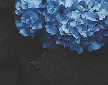 Flowers, Bloom, Flowering, Hydrangea, Inflorescence, Inflorescences HD wallpaper