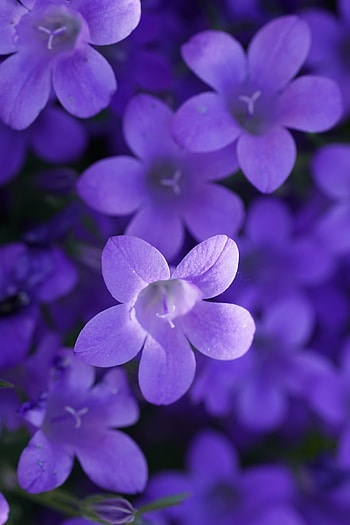 Bokeh, violet flowers, close up HD phone wallpaper