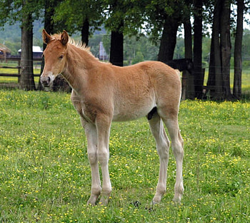 Foal, horse, stallion, animals, cavalo HD wallpaper