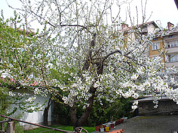 Flowering cherry tree, flowering, cherry, tree HD wallpaper