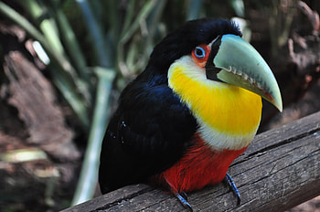 Animals, Bird, Beak, Multicolored, Motley, Toucan HD wallpaper