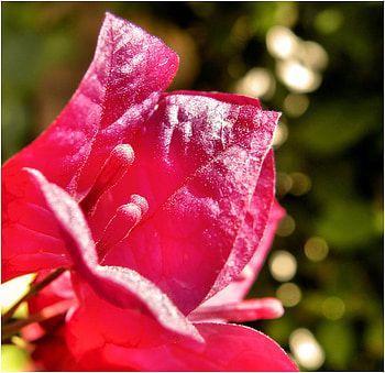 Bloom, other, nature, flower HD wallpaper