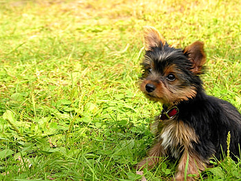 Friendly puppy, animal, dog, puppy, nature, grass, pet HD wallpaper