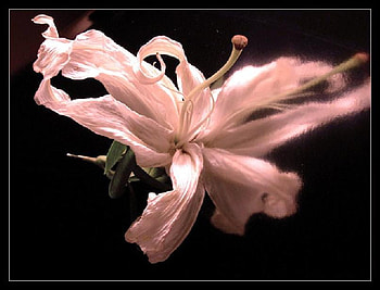 Blush, black background, flower, fine petals, lily, light pink HD wallpaper