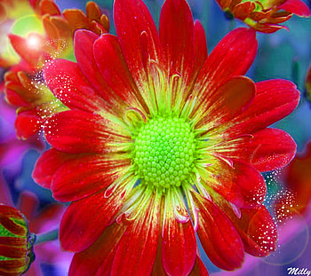 Blossom Beauty, red, nature, flowers, spring, blossom HD wallpaper
