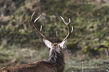 Animals, Head, Deer, Horns HD wallpaper
