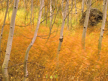 Nature, Trees, Grass, Autumn, Forest HD wallpaper