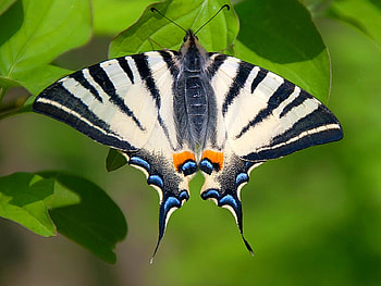Beautiful Butterfly, cool, beautiful, butterfly HD wallpaper