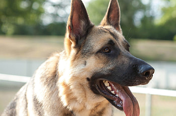 German shepherd, sweet, pay, dogs, puppies, cute, beautiful, beauty, playful, playful dog, puppy, dog face, pretty, animals, face, bubbles, lovely HD wallpaper