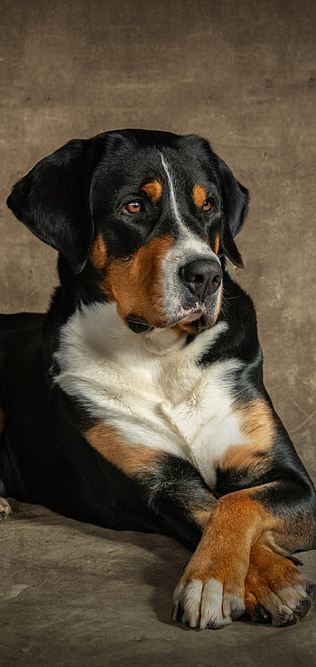 Regal Canine , Animal, dog HD phone wallpaper