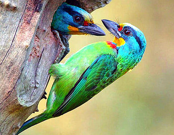 Beautiful Birds, beautiful, birds HD wallpaper