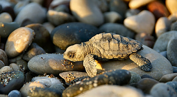 Animals, Stones, Small, Petite, Turtle HD wallpaper
