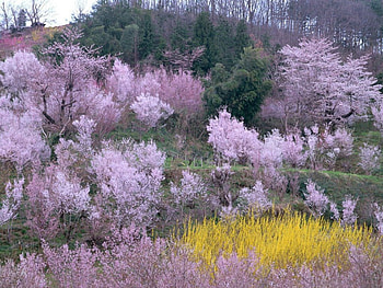 Pink forest, forests, tree HD wallpaper