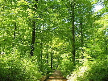 Beech Trees in May, trees, leaves, light, green HD wallpaper