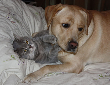 Happy Valentine's Day, dog, sweet, valentine, cat HD wallpaper