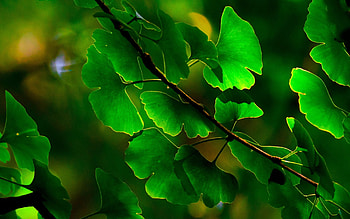 Ginkgo Biloba, Active plant leaves, Healthy foliage, Natural remedies HD wallpaper